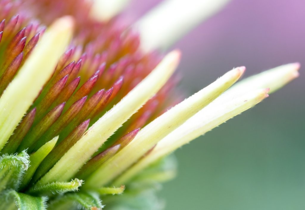 Homeopath Durban